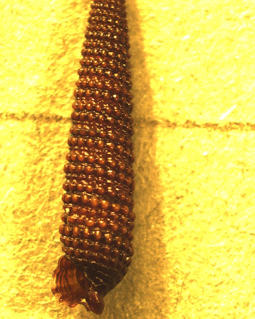 Identificazione di un Triphorinae